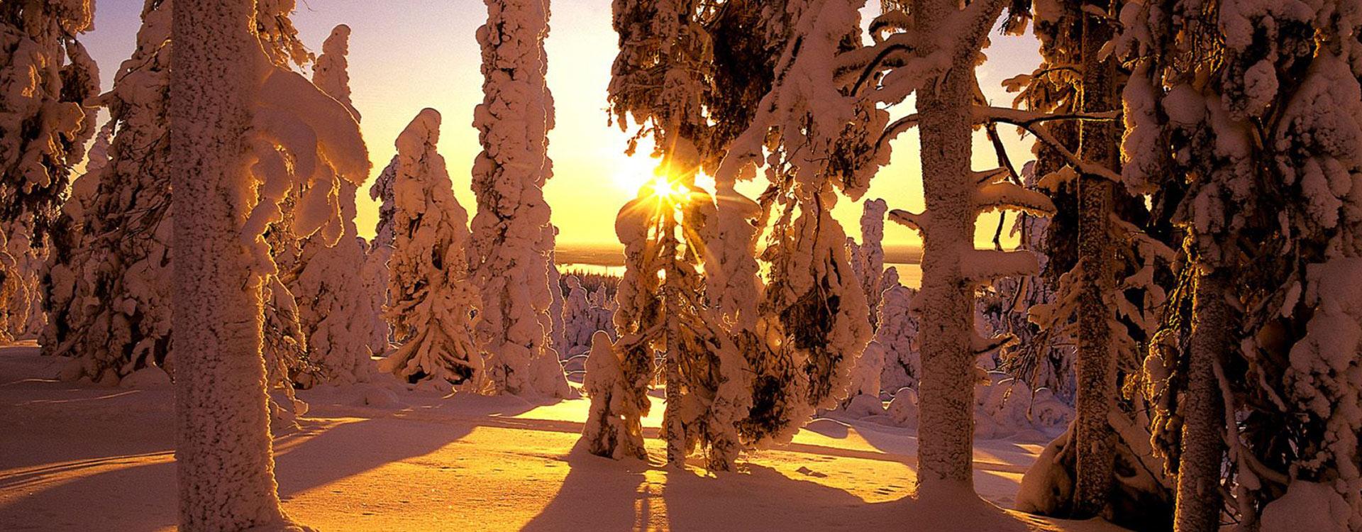 forêt pour chalet en bois