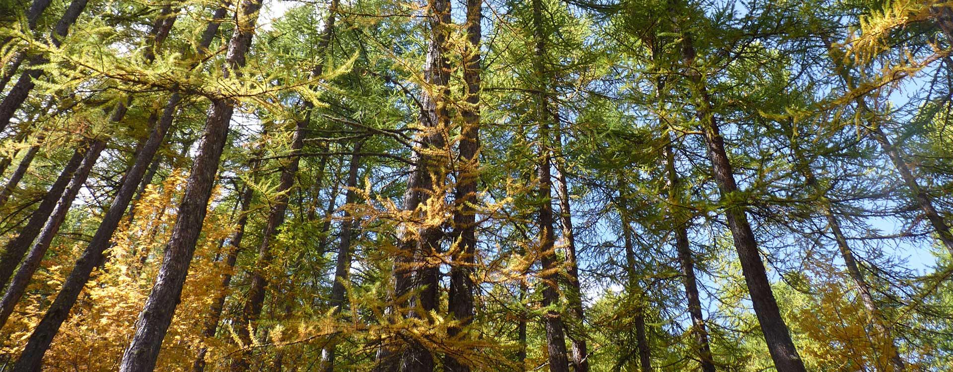 forêt pour maison en bois